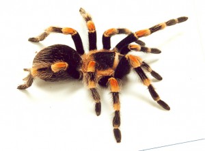 brachypelma_smithi0001.jpg